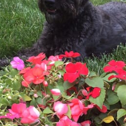 Darcy loves her walks. Darcy loves her walks.