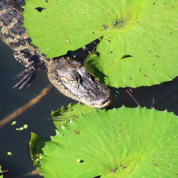 Kanapaha Botanical Gardens - Baby Gator in the Koi Pond - Tours Near Me - Gainesville, Florida Kanapaha Botanical Gardens - Baby Gator in the Koi Pond - Tours Near Me - Gainesville, Florida