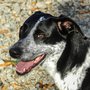 Photo of Gloucester Dog Park