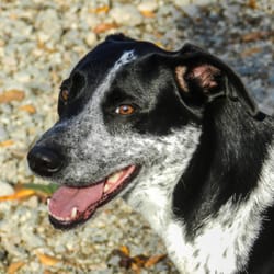 Gloucester Dog Park