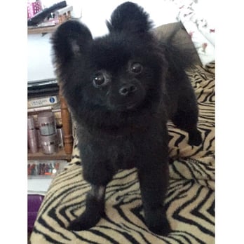 Go Go Spa - Loved her pom cut - Pet Groomers Near Me - Rosemead, California Go Go Spa - Loved her pom cut - Pet Groomers Near Me - Rosemead, California