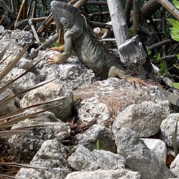 Florida Keys Aquarium Encounters - Aquariums Near Me - Marathon, Florida