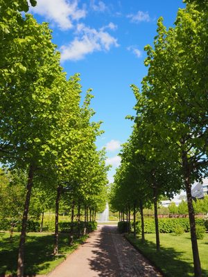 Tropical Greenhouse by null