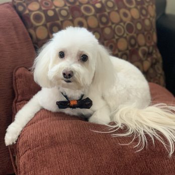 Pet Salon - They gave him a Halloween bow too! - Pet Groomers Near Me - Mentone, California Pet Salon - They gave him a Halloween bow too! - Pet Groomers Near Me - Mentone, California