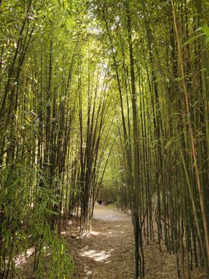 Fantastic Umbrella Factory by null