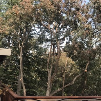 JC Tree Experts - Tree Services Near Me JC Tree Experts - Tree Services Near Me