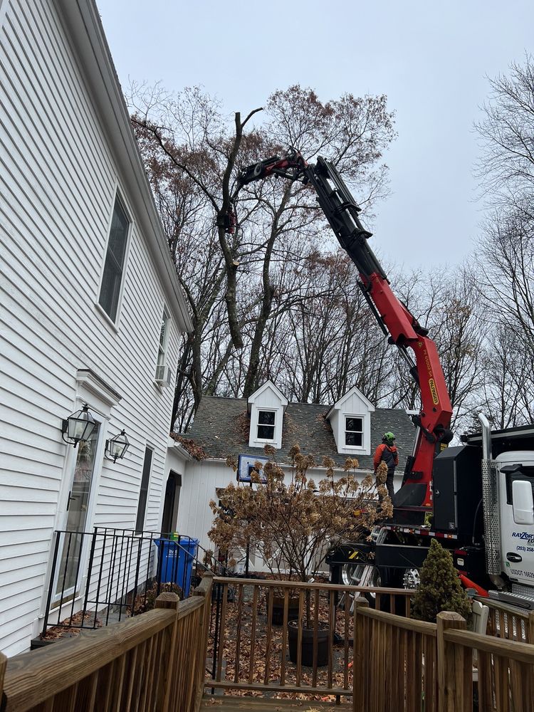 Rayzor's Edge Tree Service - tree service in Stratford, CT