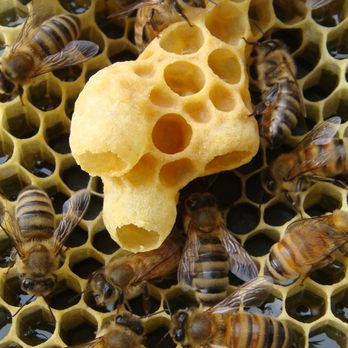 Farmer Gene's Bees - Queen supersedure cells - Honey Near Me - Vernonia, Oregon Farmer Gene's Bees - Queen supersedure cells - Honey Near Me - Vernonia, Oregon