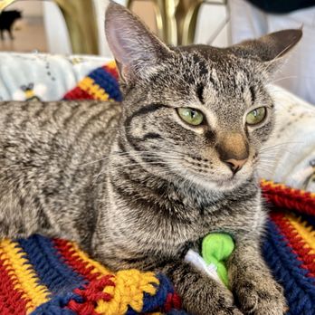 Sip & Purr Cat Cafe - Adoptable, $100 - Pet Adoption Near Me - Milwaukee, Wisconsin
