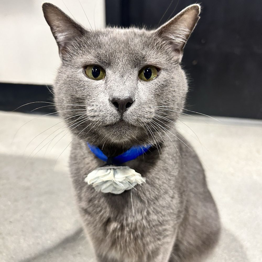 Orlando Cat Cafe - Animal Shelters Near Me - Clermont, Florida Orlando Cat Cafe - Animal Shelters Near Me - Clermont, Florida