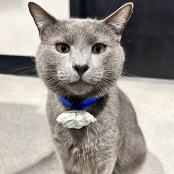 Orlando Cat Cafe - Animal Shelters Near Me - Clermont, Florida Orlando Cat Cafe - Animal Shelters Near Me - Clermont, Florida