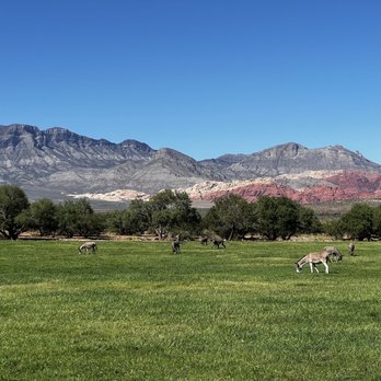 Spring Mountain Ranch State Park - Grazing field with wild burros (wild donkeys) - Parks Near Me - Blue Diamond, Nevada