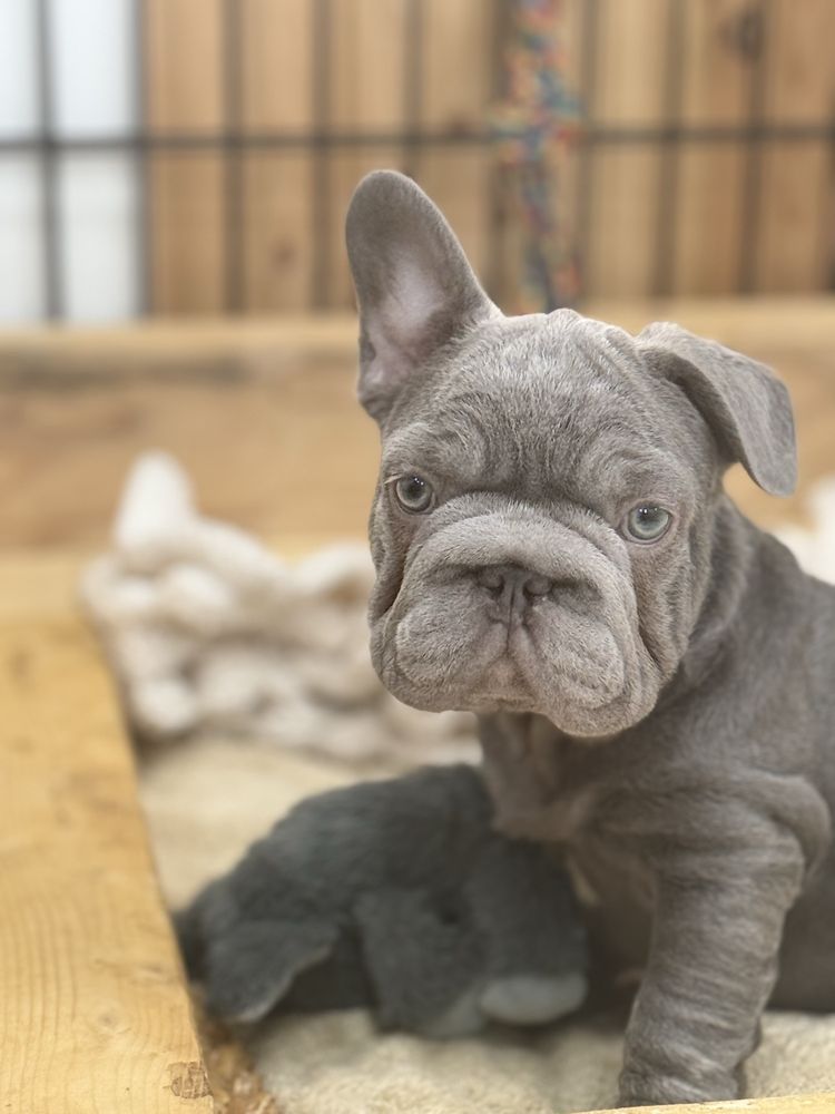 Four Paws Animal Hospital Image