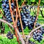 Photo of 1723 Vineyards