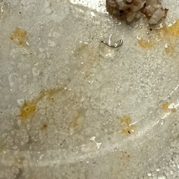Peice of metal from my food Peice of metal from my food