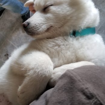 Ginger's Pet Rescue - The day we adopted "Maximus"! We think when he was able to sleep in our arms he was relaxed and happy to be with us. - Animal Shelters Near Me