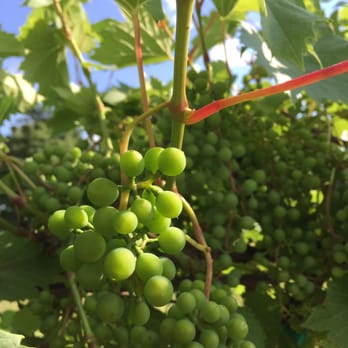 Chateau Dusseau - Wine - Wineries Near Me - Locke, New York