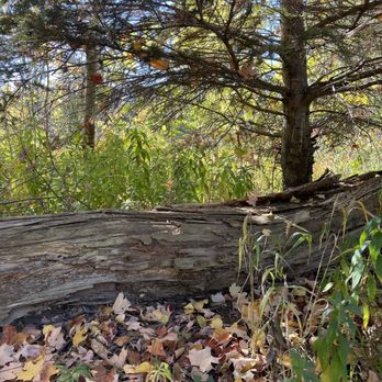 Streetsville Memorial Park - Streetsville Memorial Park - Credit River woodland - Parks Near Me - Mississauga, Ontario Streetsville Memorial Park - Streetsville Memorial Park - Credit River woodland - Parks Near Me - Mississauga, Ontario