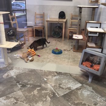 Fantasy Pet Grooming - Pet Groomers Near Me - Missouri City, Texas