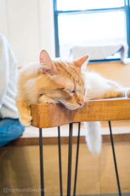 NEKO Cat Cafe Seattle by null