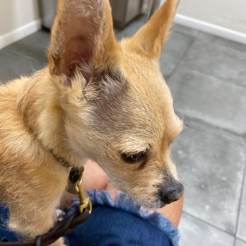 Van Nuys Veterinary Clinic - Veterinarians Near Me - Van Nuys, California Van Nuys Veterinary Clinic - Veterinarians Near Me - Van Nuys, California