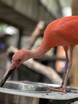 Bird Kingdom by null