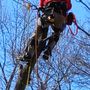 Photo of Black Label Tree Service