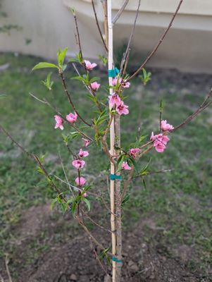 Bloomers Garden Center