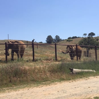 PAWS - Elephants! - Animal Shelters Near Me - San Andreas, California