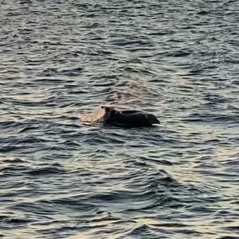 Pure Florida - These 2 dolphins swam alongside us for a couple of minutes. So fun! - Boat Charters Near Me - Naples, Florida Pure Florida - These 2 dolphins swam alongside us for a couple of minutes. So fun! - Boat Charters Near Me - Naples, Florida