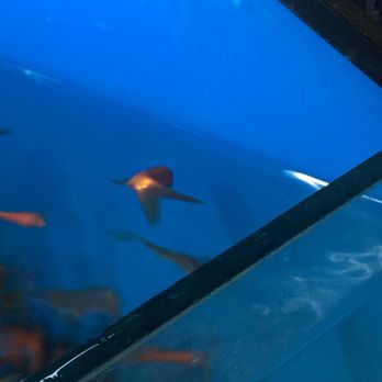 Petco - Dead fish - Pet Stores Near Me - Los Angeles, California Petco - Dead fish - Pet Stores Near Me - Los Angeles, California