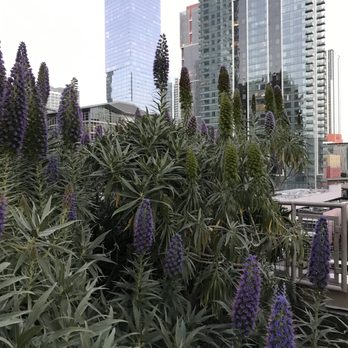 Salesforce Park - Parks Near Me - San Francisco, California