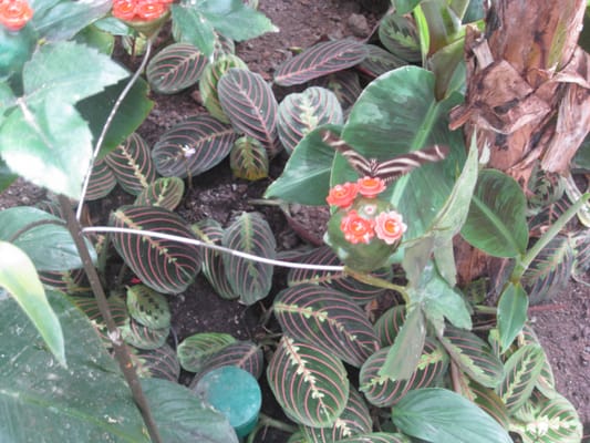 Copenhagen Zoo by null