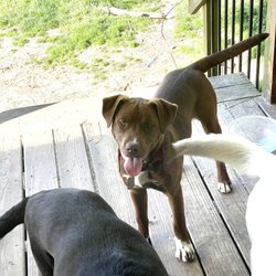 Northeast Veterinary Hospital