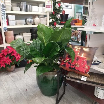 Prickett's Nursery -Santa Rosa - Thrilled with my selected plant. Thanks for your help Adria. - Nurseries & Gardening Near Me - Santa Rosa, California