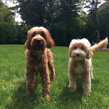Hales Australian Labradoodles - Pet Stores Near Me - Bakersfield, California