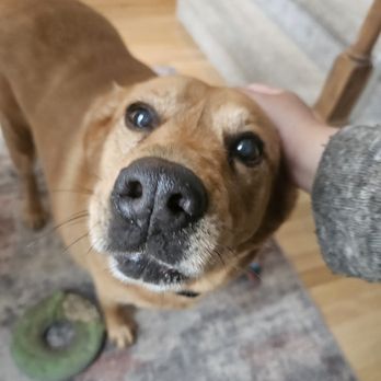 Whiskers Wags & Walks - Pet Sitting Near Me - High Point, North Carolina Whiskers Wags & Walks - Pet Sitting Near Me - High Point, North Carolina