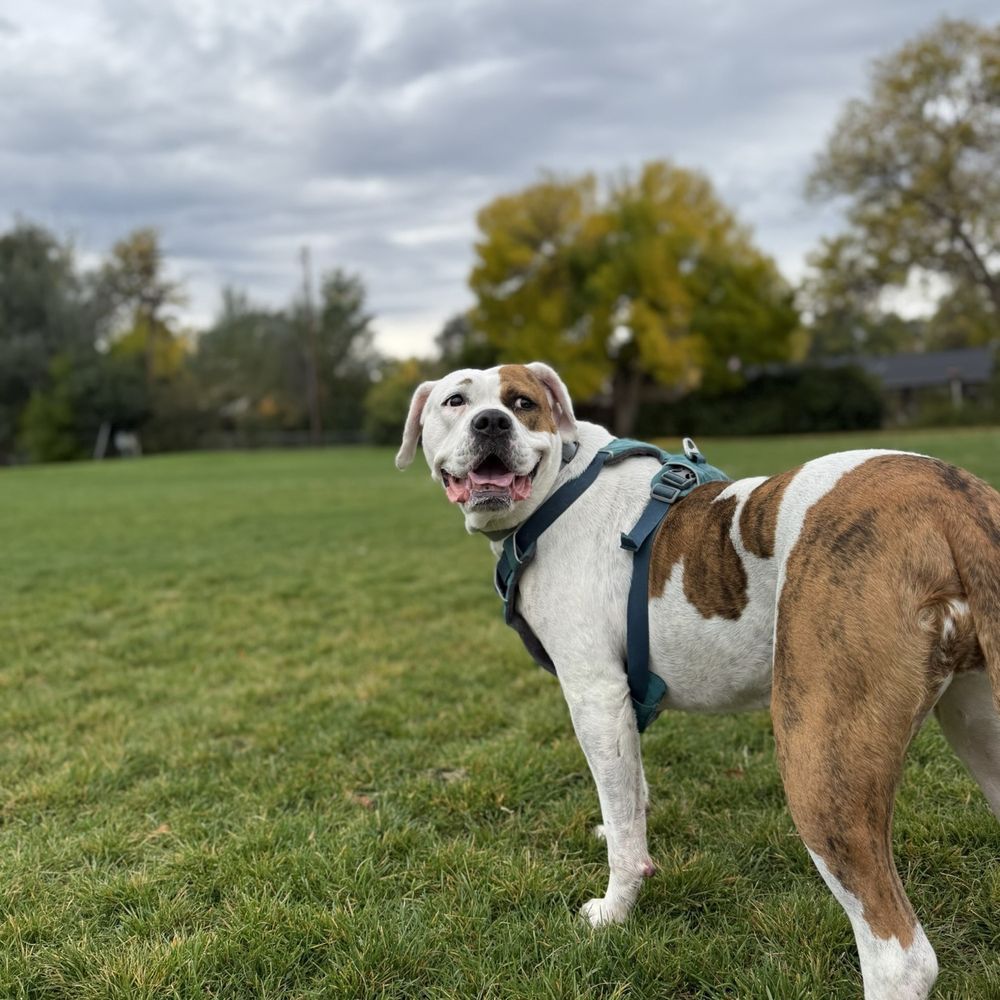 Anderson Park - My girl Curry - Parks Near Me - Wheat Ridge, Colorado