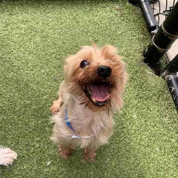 New Tampa Pet Resort - Pet Boarding Near Me - Lutz, Florida