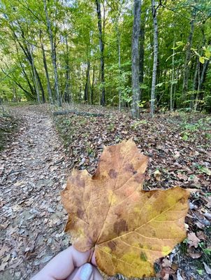 Cherokee Park by null