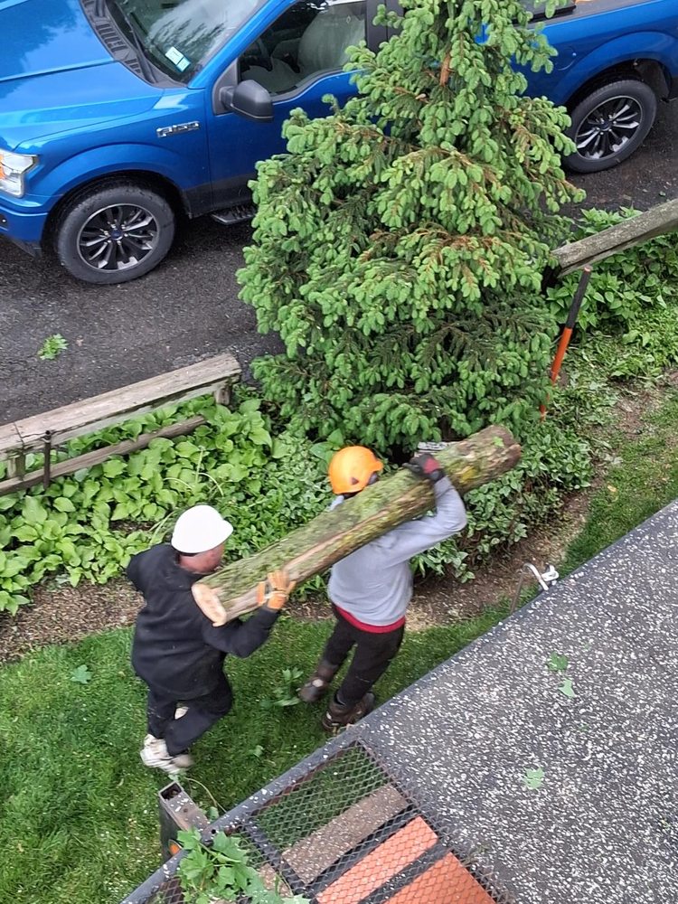 Arborscaper Tree & Landscape - tree service in Rochester, NY