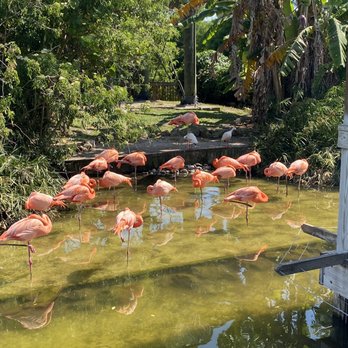 Gatorland - Flamingos - Zoos Near Me - Orlando, Florida Gatorland - Flamingos - Zoos Near Me - Orlando, Florida