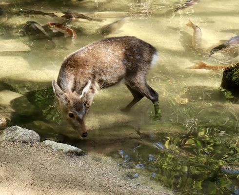 Momijidani Park by null