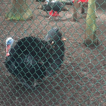 Busch Wildlife Sanctuary - Turkey! - Zoos Near Me - Jupiter, Florida Busch Wildlife Sanctuary - Turkey! - Zoos Near Me - Jupiter, Florida
