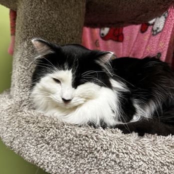 The Cafe Meow - England, a beautiful longhair tuxedo cat. - Coffee & Tea Near Me - Roseville, Minnesota The Cafe Meow - England, a beautiful longhair tuxedo cat. - Coffee & Tea Near Me - Roseville, Minnesota
