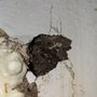 Pestwise