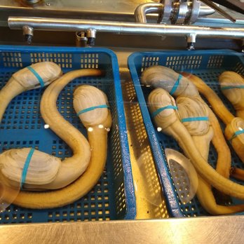 Taylor Shellfish Farms - Geoduck! - Seafood Near Me - Seattle, Washington Taylor Shellfish Farms - Geoduck! - Seafood Near Me - Seattle, Washington