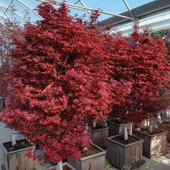 Covington's Nursery & Landscape - Nurseries & Gardening Near Me - Rowlett, Texas