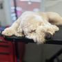 Photo of Kasey Pet Botique