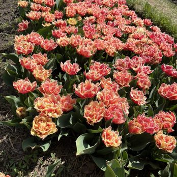 Veldheer's - Nurseries & Gardening Near Me - Holland, Michigan
